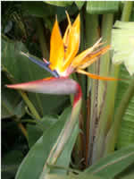 Inside New Zealand - Flower